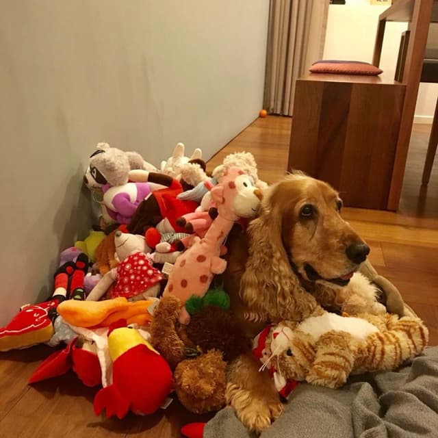 So many toys!